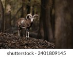 Portrait of Mouflon in zoo