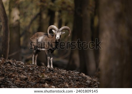 Portrait of Mouflon in zoo