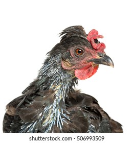 Portrait Of Moulting Chicken