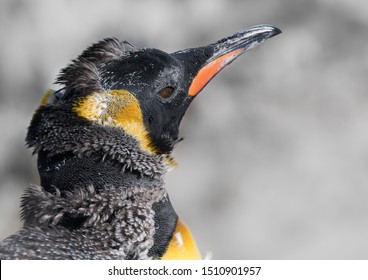 Portrait Of A Moulting King Penguin