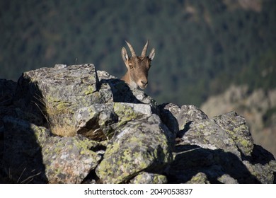 Portrait of mountain goat among the rocks of the mountain, contrast with the background