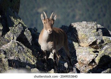 Portrait of mountain goat among the rocks of the mountain, contrast with the background