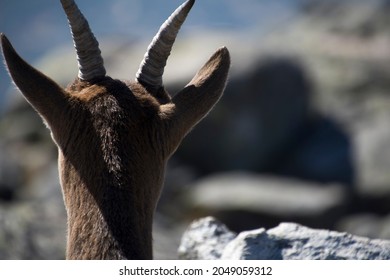Portrait of mountain goat from back against backlight by rocks