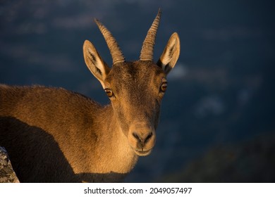 Portrait of mountain goat in contrast to sunrise light and background