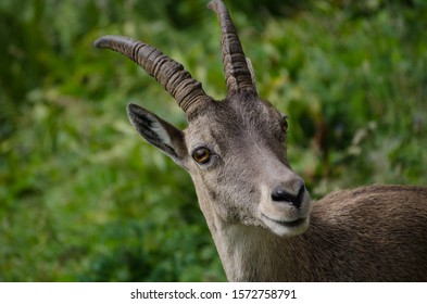 Portrait Mountain Goat Impressive Horns Stock Photo 1572758791 ...