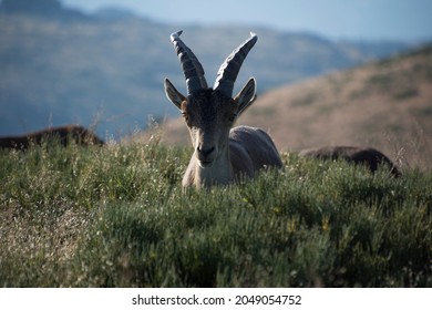 Portrait of mountain goat showing its antlers among the vegetation
