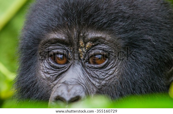 Portrait of a mountain gorilla. Uganda. Bwindi\
Impenetrable Forest National Park.\
