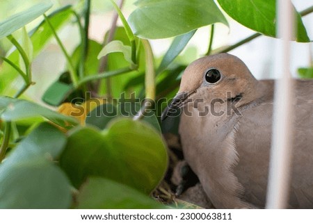 Portrait of Mourning Dove mama bird with her baby bird in a nest made in a plant hanger basket