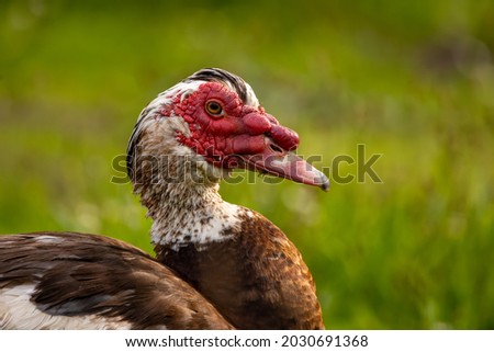 Portrait of a muscovy duck standing in a meadow at a little pond in Erftstadt, Germany at a cloudy day in summer.