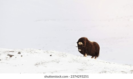 Portrait of a Musk Ox in Dovrefjell cold mountains in winter, Dovre, Norway.