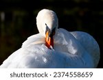 Portrait of a Mute swan (Cygnus olor, Anatidae). Big waterfowl bird with white plumage and colorful orange beak. Elegant mature animal isolated on dark background preening, cleaning its feathers.