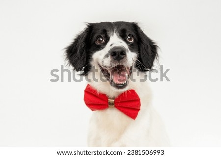 portrait of a mutt dog wearing a red bow tie isolated on white