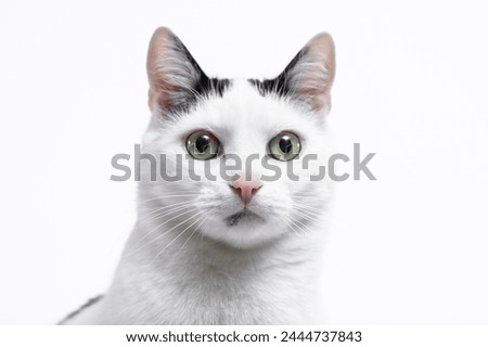 Portrait of the muzzle of a black and white cute domestic cat