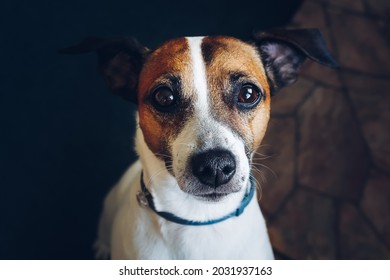 493 Brownie the dog Images, Stock Photos & Vectors | Shutterstock