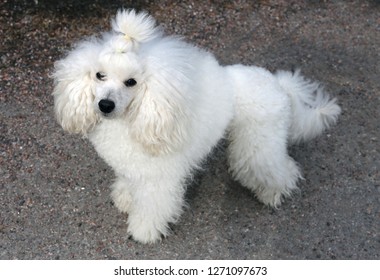grey and white poodle