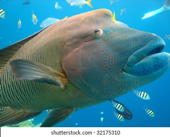 Portrait Of A Napolean Fish