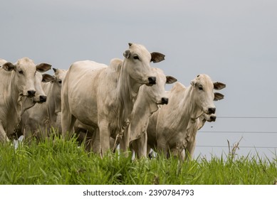 Portrait of a Nellore heifers 