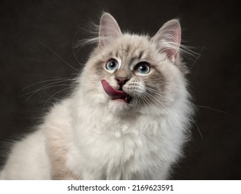 Portrait Of Neva Masquerade Kitten In Studio