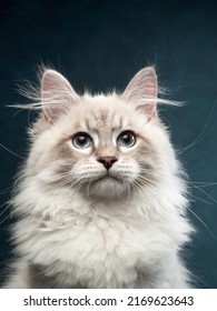 Portrait Of Neva Masquerade Kitten In Studio