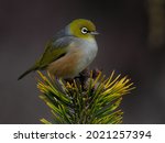 Portrait of a New Zealand Silvereye, also known as a Waxeye or Tauhou.