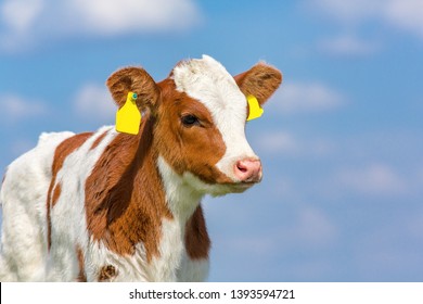 Portrait of newborn european calf with blue sky