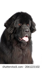 Portrait Of Newfoundland Dog Isolated On White 