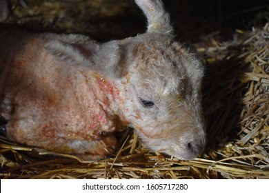 Portrait Of Newly Born Lamb On The Straw. Still With Mucus, From The Birth, On The Face And Blood On The Body From Delivery. 