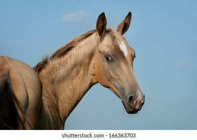 Portrait of nice akhal-teke horse on blue background - Shutterstock ID 166363703