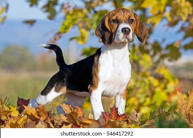 Portrait of nice beagle