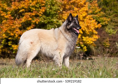 Portrait of nice belgian shepherd dog