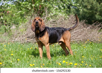 best harness for bloodhounds