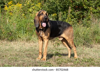 Portrait Of A Nice Bloodhound In The Grass