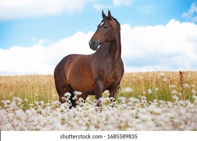 Portrait of nice brown horse posing on buckwheat field