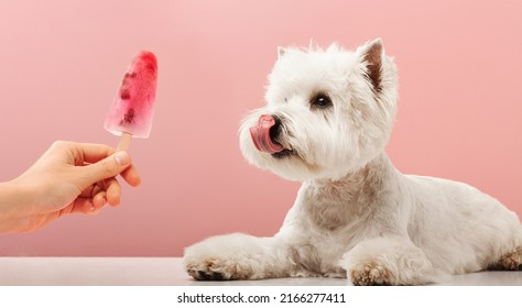 Portrait nice dog dog eating ice cream. west highland white terrier. High quality photo - Shutterstock ID 2166277411