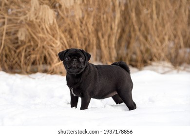Portrait of a nice female pug dog in the snow  - Powered by Shutterstock