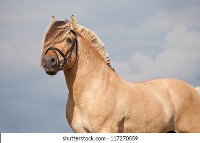 Portrait Of Nice Fjord Horse