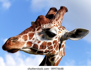 Portrait of a nice giraffe