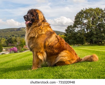leonberger dog