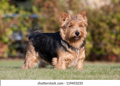 Norwich Terrier Images, Stock Photos & Vectors | Shutterstock