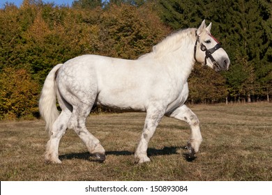 Portrait Of Nice Percheron Horse