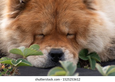 The Portrait Of A Nice Sleeping Dog Breed Chow Chow.