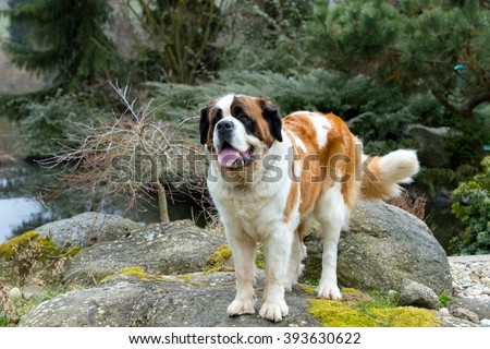 Portrait of a nice St. bernard dog, female in the spring garden