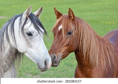 Portrait of nice two arabian horses