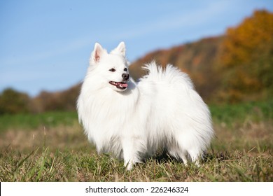 Portrait Of Nice White Spitz