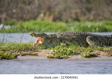 Portrait Of A Nile Crocodile Resting In The Sun Near A River, Murchison Falls National Park (Uganda), Sunny Morning In May