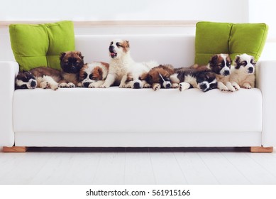 Portrait Of Nine Cutest Caucasian Shepherd Puppies Lying In Row On Sofa At Home