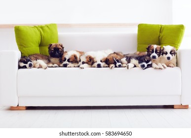 Portrait Of Nine Cutest Caucasian Shepherd Puppies Lying In Row On Sofa At Home