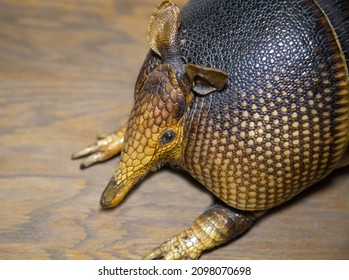 Portrait Of A Nine-belted Armadillo (Latin Dasypus Novemcinctus) With A Beautiful Scaly Brown Skin On A Gray Background. The Animal World Is Mammals.