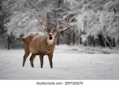 Portrait of a noble deer during the roar. In this period the male tries to conquer the harem of females.