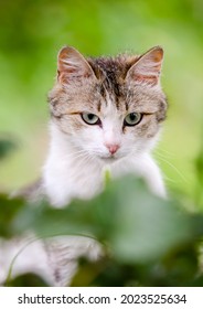Portrait of a non-pedigree brown striped cat with a white muzzle in nature  - Shutterstock ID 2023525634